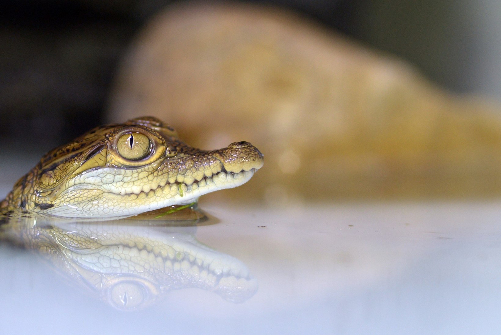 VIDEO: Rootsi loomaaias koorus Skandinaavia esimene krokodillipoeg!