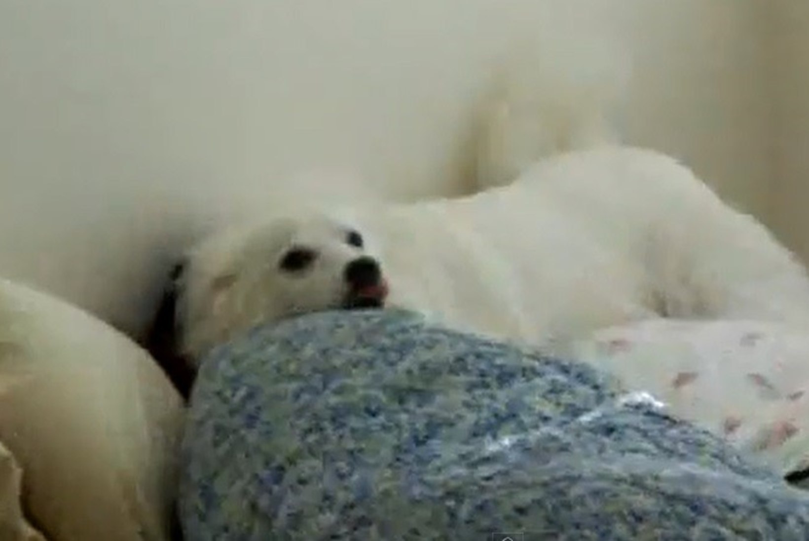 VIDEO: kuidas äratada raske unega kallimat? Loomulikult koer-äratuskellaga!