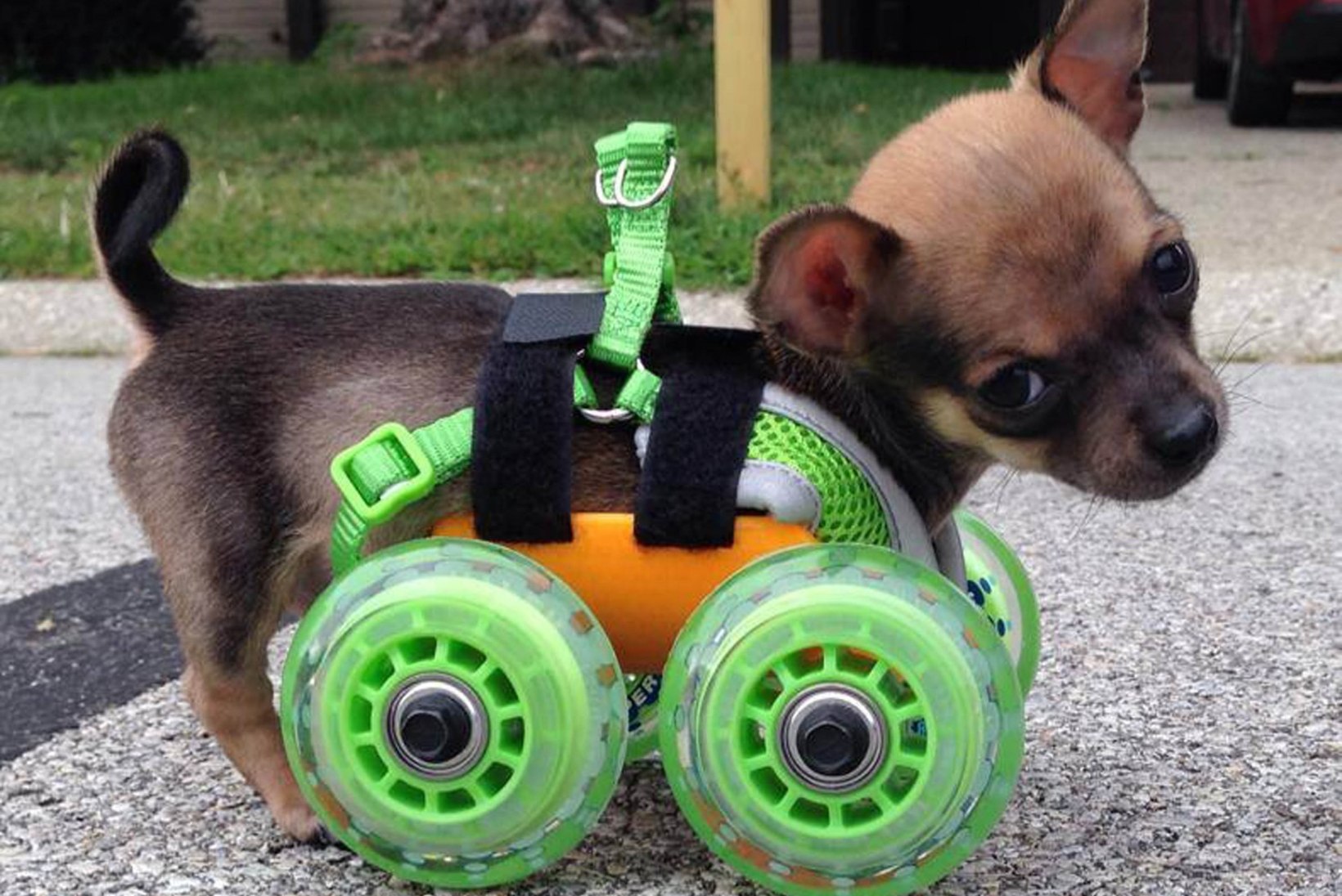 GALERII: kahe käpaga sündinud pisike chihuahua sai 3D printeri abil rattad alla!