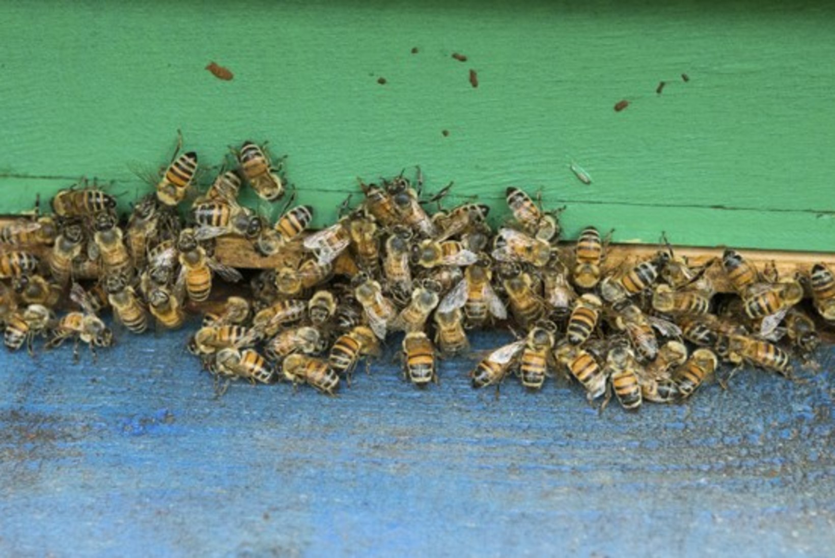 Müstika: taluniku maale kerkis üle öö kaks 16 taruga mesilasmaja!