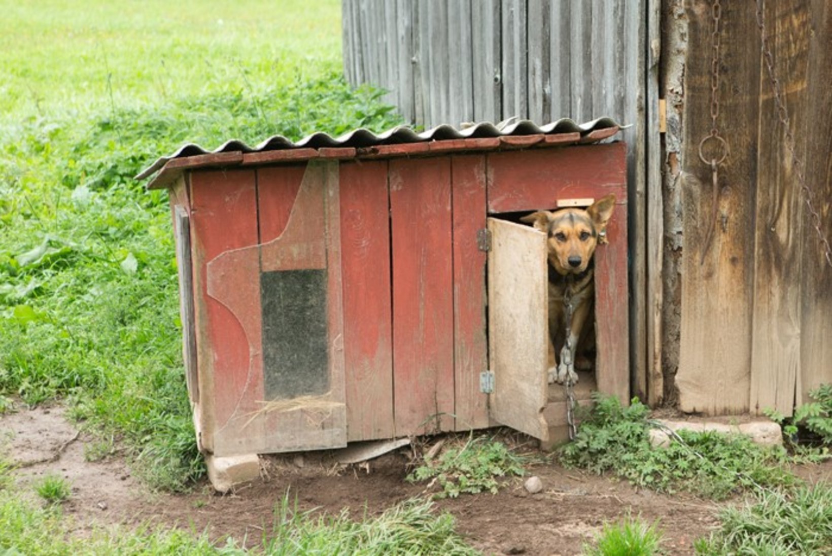 Neli koera kaotanud talumemm: rohkem ma võsavillemeid koertega toitma ei hakka!