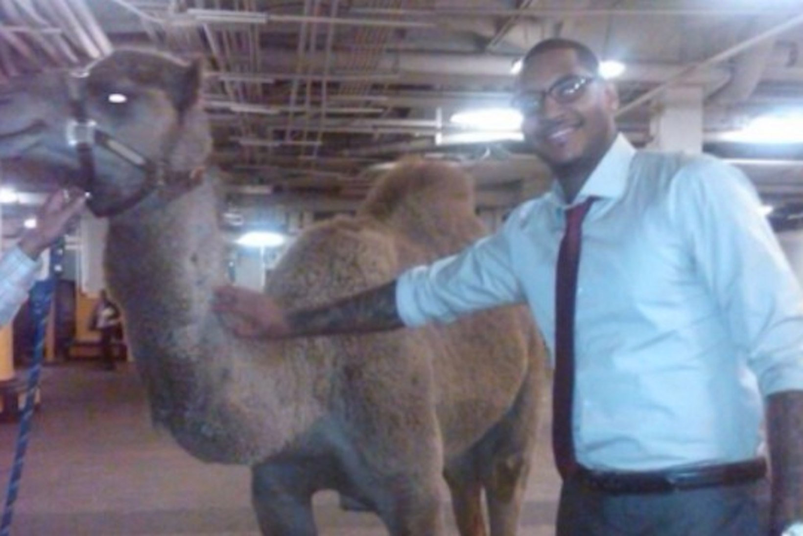 FOTOD: Tiigritest kaameliteni - millised on sportlaste naeruväärseimad lemmikloomad?