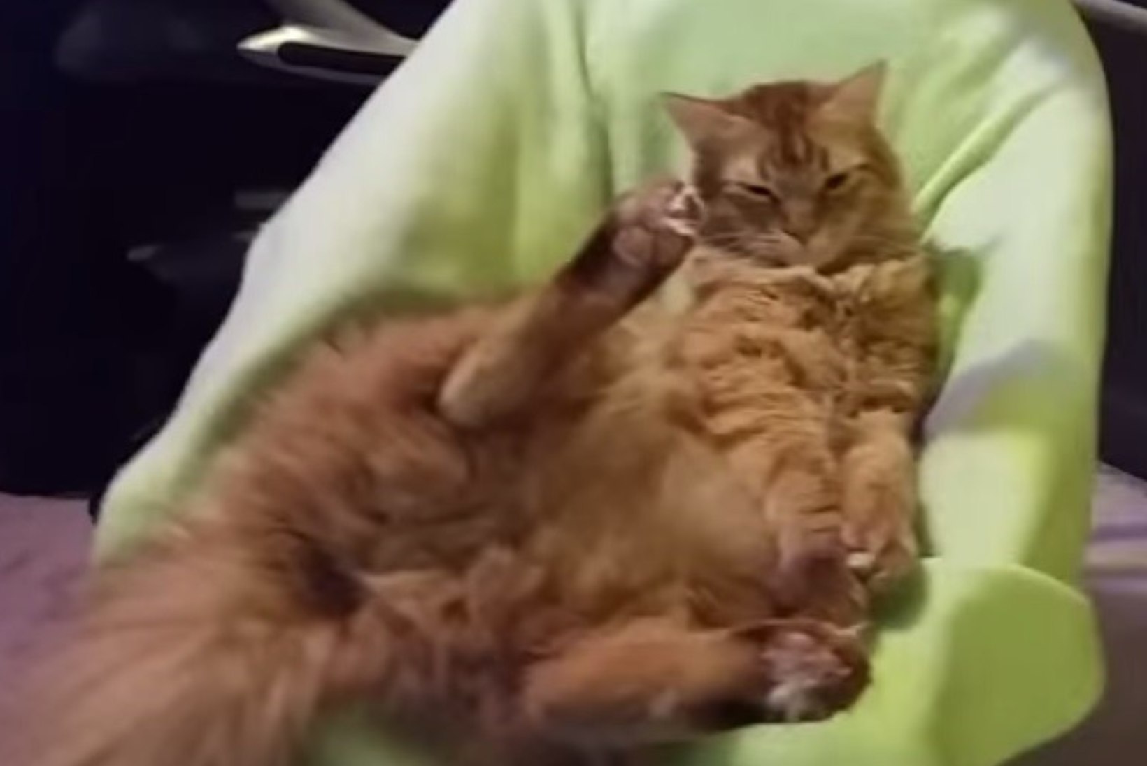 ARMAS VIDEO: kass tunneb beebikiigust tõelist mõnu!