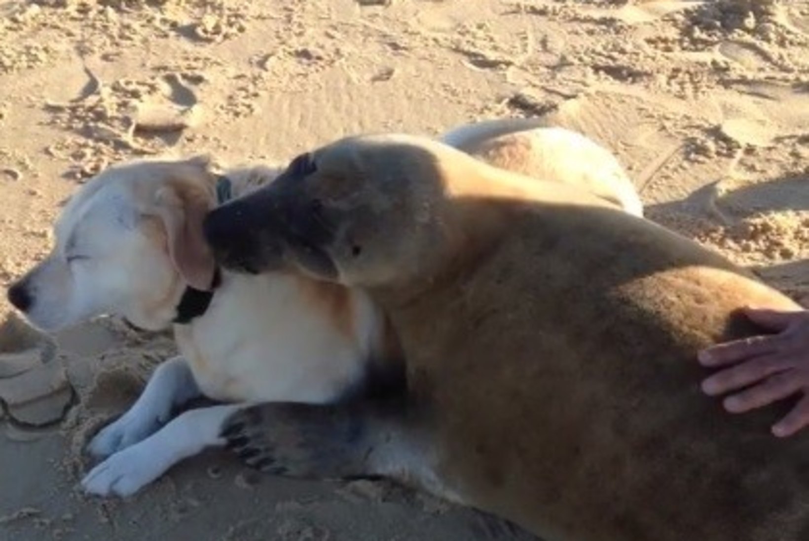 ARMSAD VIDEOD: sõbralik hüljes tegi rannas tutvust koera ja surfaritega
