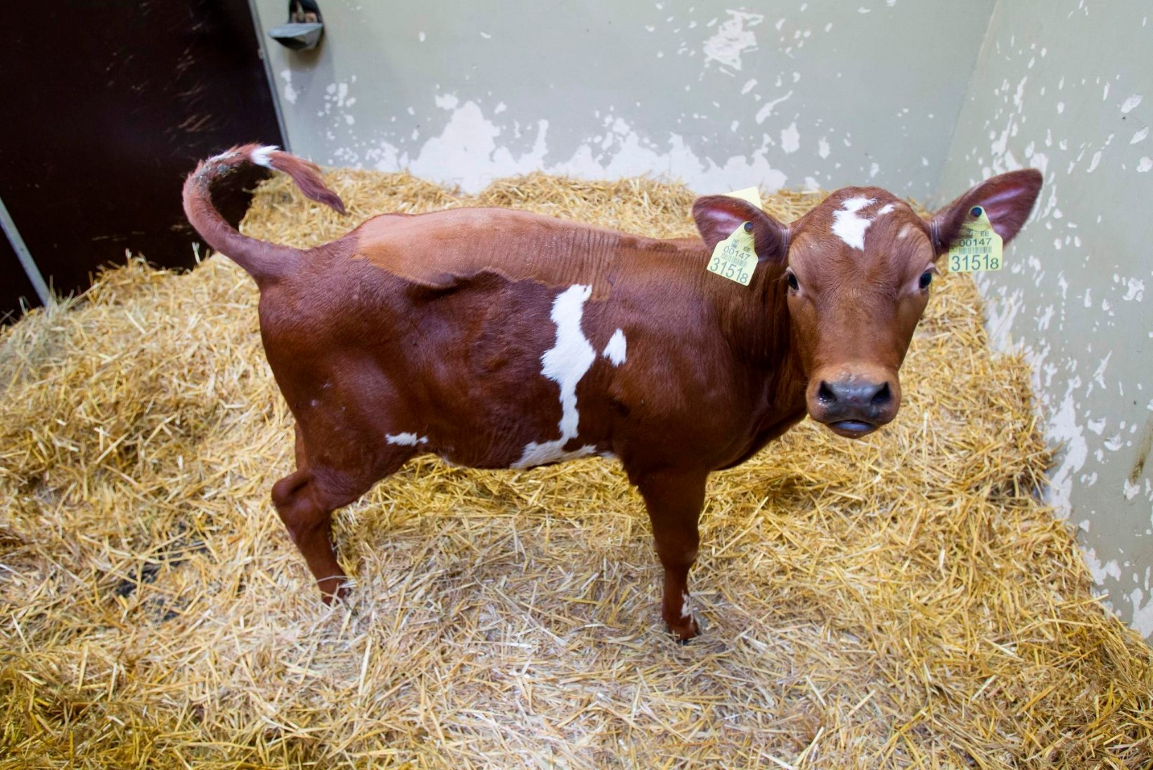 Vietnamlased tunnevad huvi Eesti transgeense lehma vastu