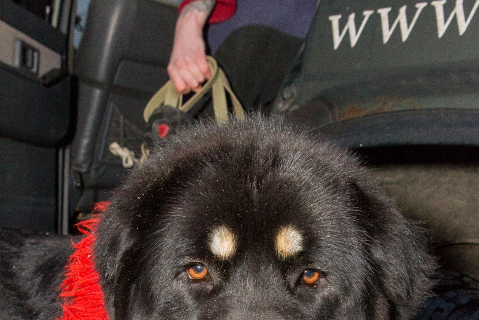 GALERII: üle saja Tiibeti koera kogunes Tallinna lauluväljakule