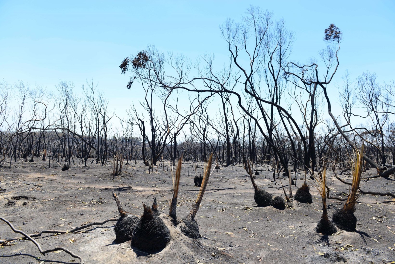 GALERII: Austraaliat räsivad maastikupõlengud, mida peetakse üle aastakümnete kõige laiaulatuslikumateks