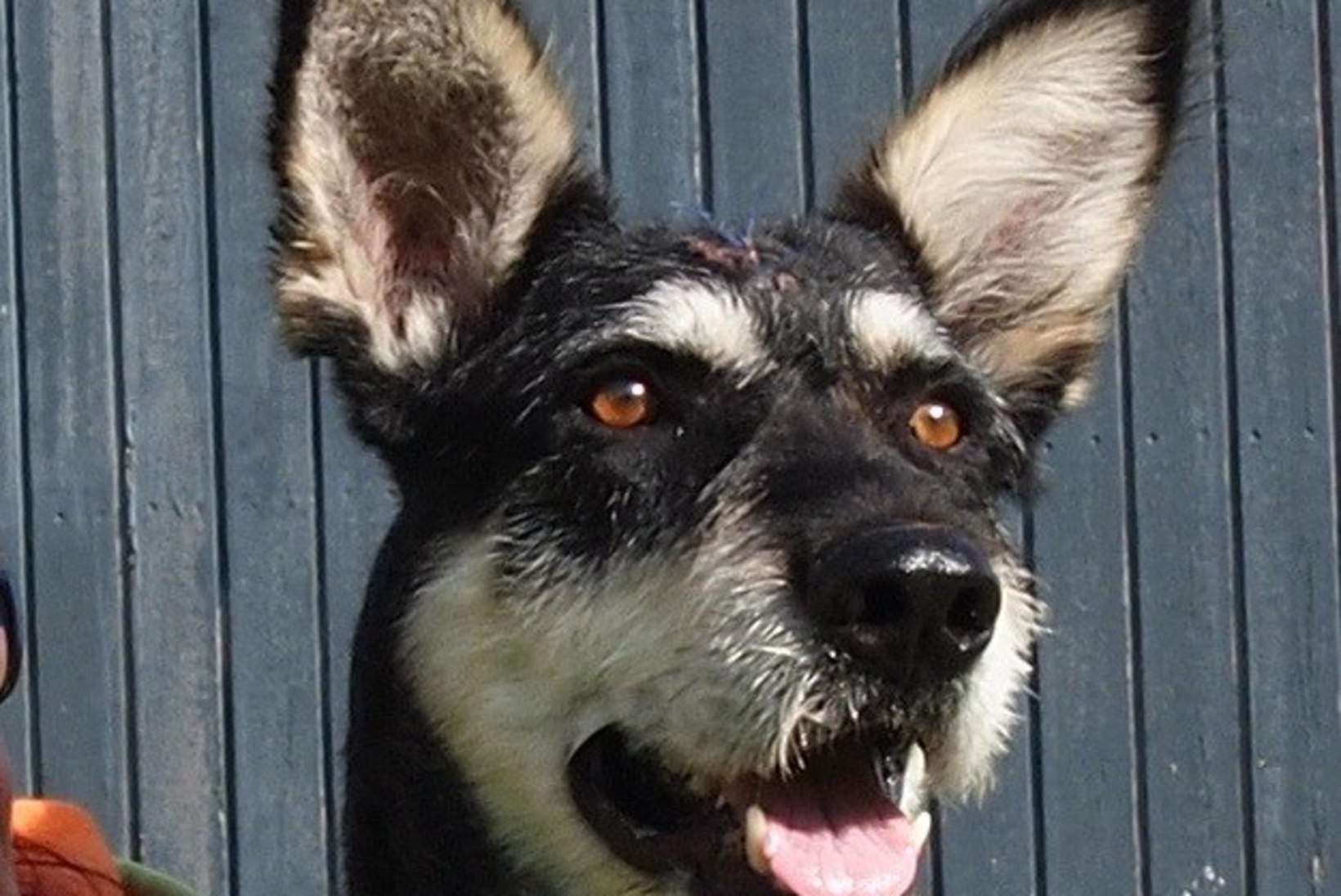 AU JA KIITUS: Rapla politseinikud päästsid ühe viimase aja julmima loomapiinamise ohvriks langenud koera
