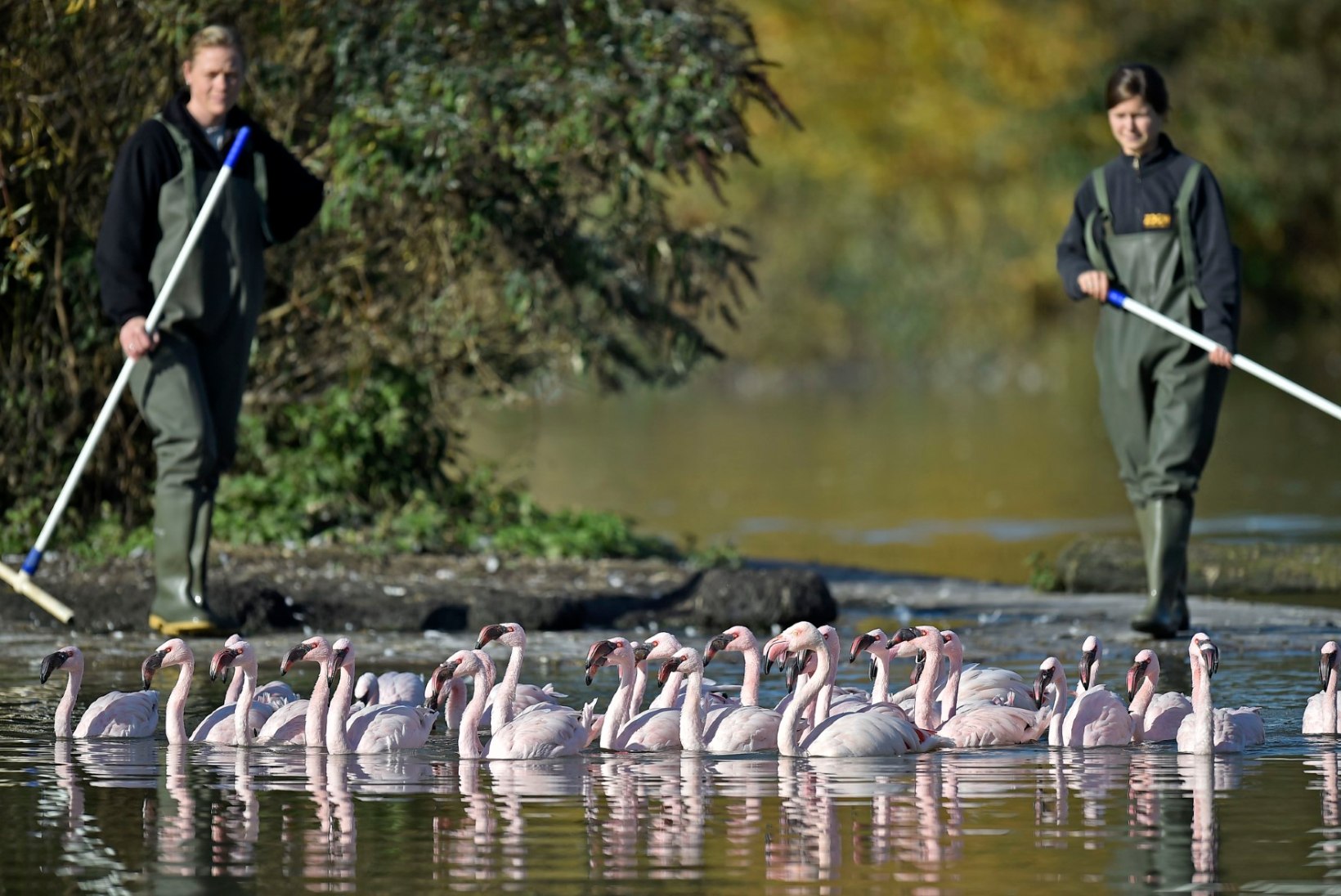 FOTOD | Saksamaa loomaaia flamingod kolivad talvekorterisse