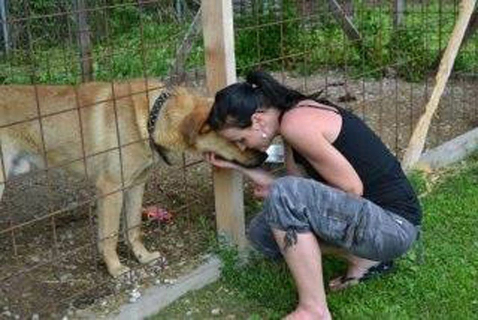 Koer Sammi kurb elusaatus: hukkamisele läbi eutanaasia
