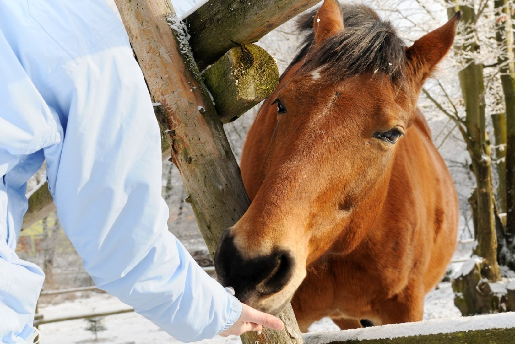 Šveitslased himustavad hobuseid seksuaalselt aina enam