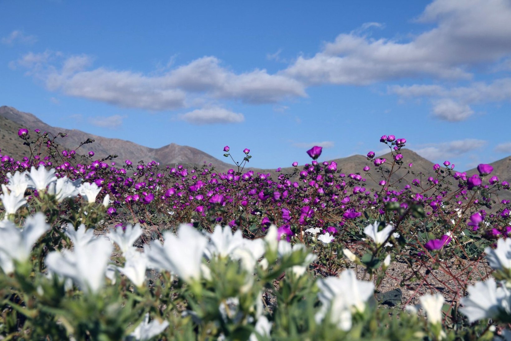 IMELISELT KAUNIS! Atacama kõrb puhkes õide