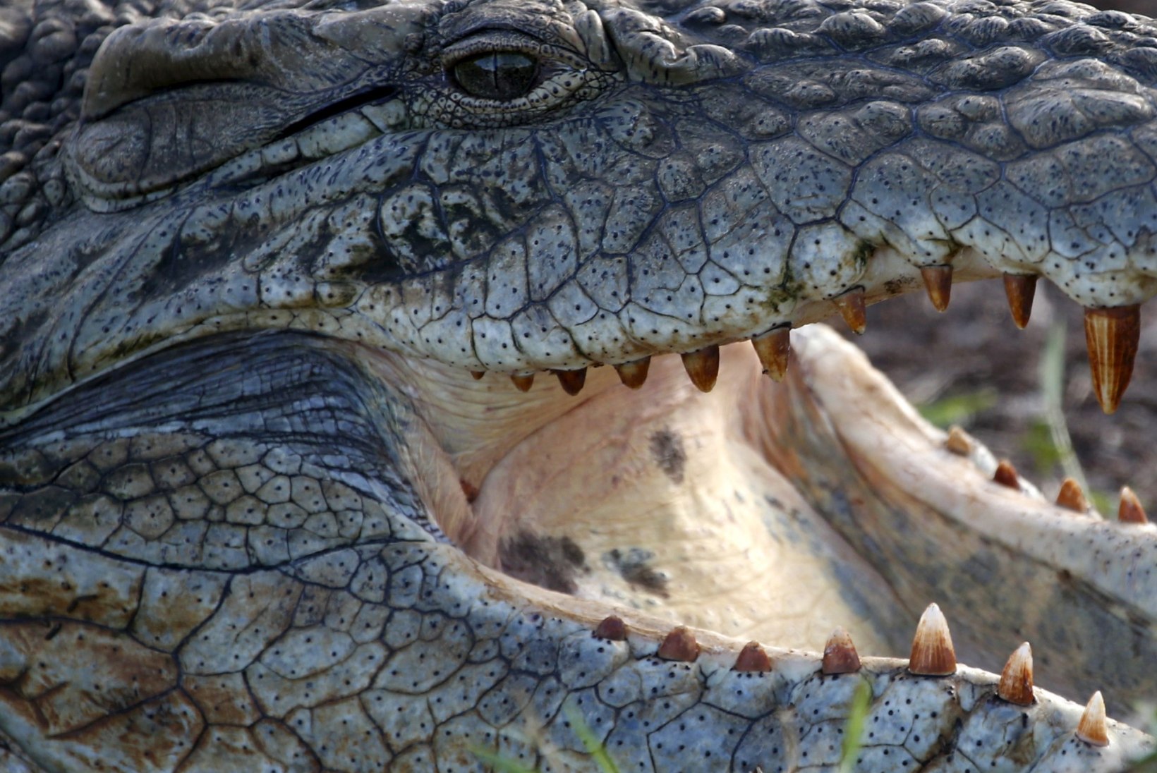 KARMID MEETMED: Indoneesias hakkavad narkokurjategijaid valvama krokodillid