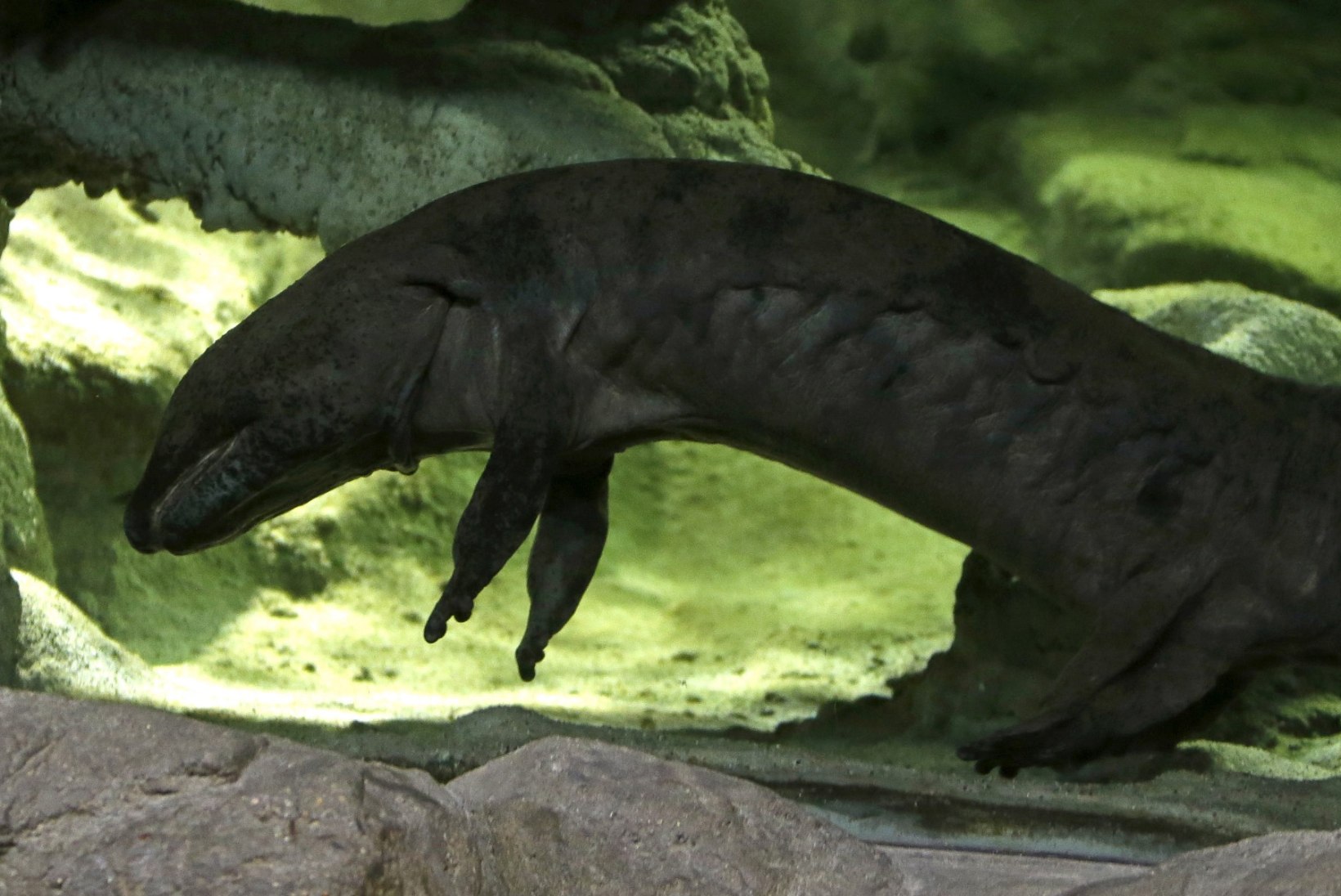 FOTOD | Poolteist meetrit sabaga konna: maailma suurim salamander elab Prahas
