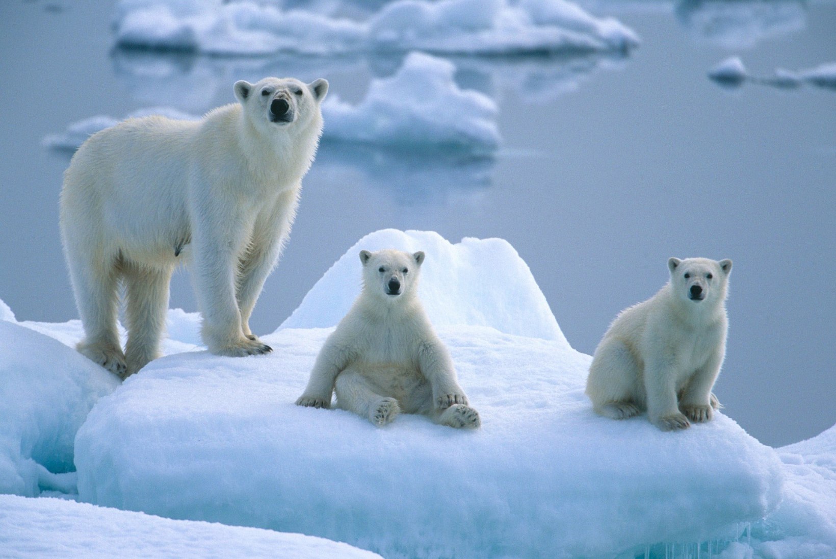 Jääkarude sugupuu paljastab: mõmmikud lapsendavad orvuks jäänud karupoegi