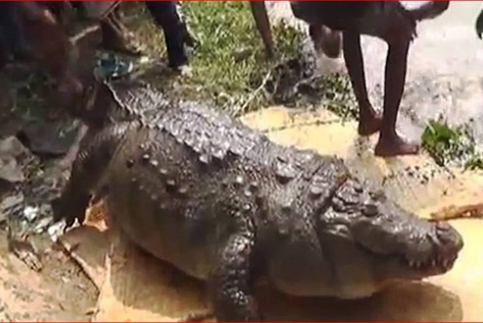 KAEVAS HAMMASTEGA HAUA: iidvana krokodill sõi end surnuks