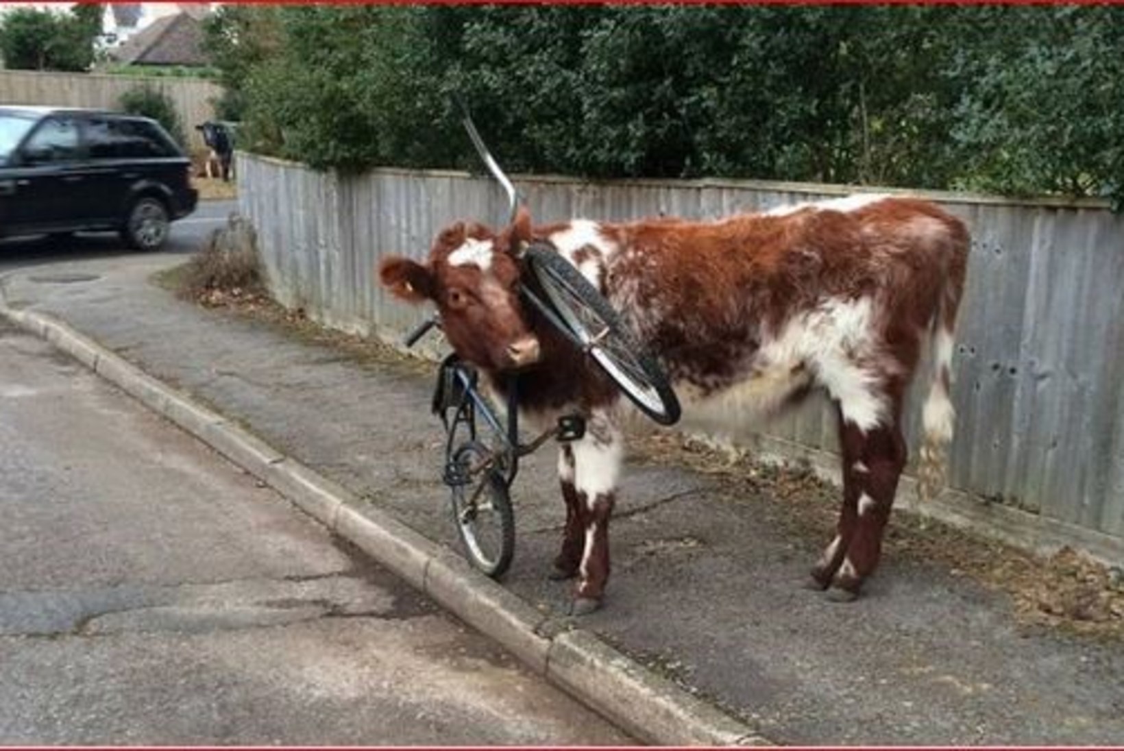USKUMATU: lehm tassib jalgratast