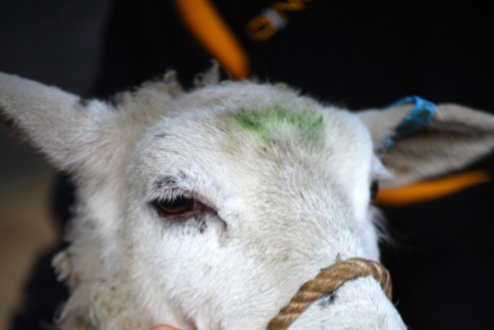 SÜDAMLIKUD FOTOD: omanik päästis haiguse tõttu villa kaotanud lamba elu