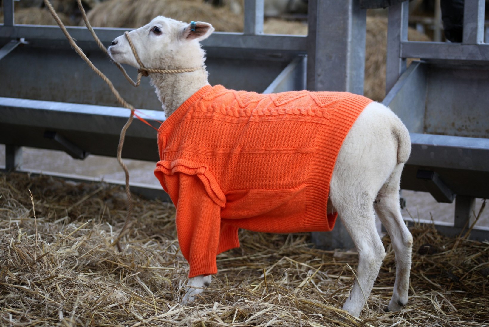 SÜDAMLIKUD FOTOD: omanik päästis haiguse tõttu villa kaotanud lamba elu