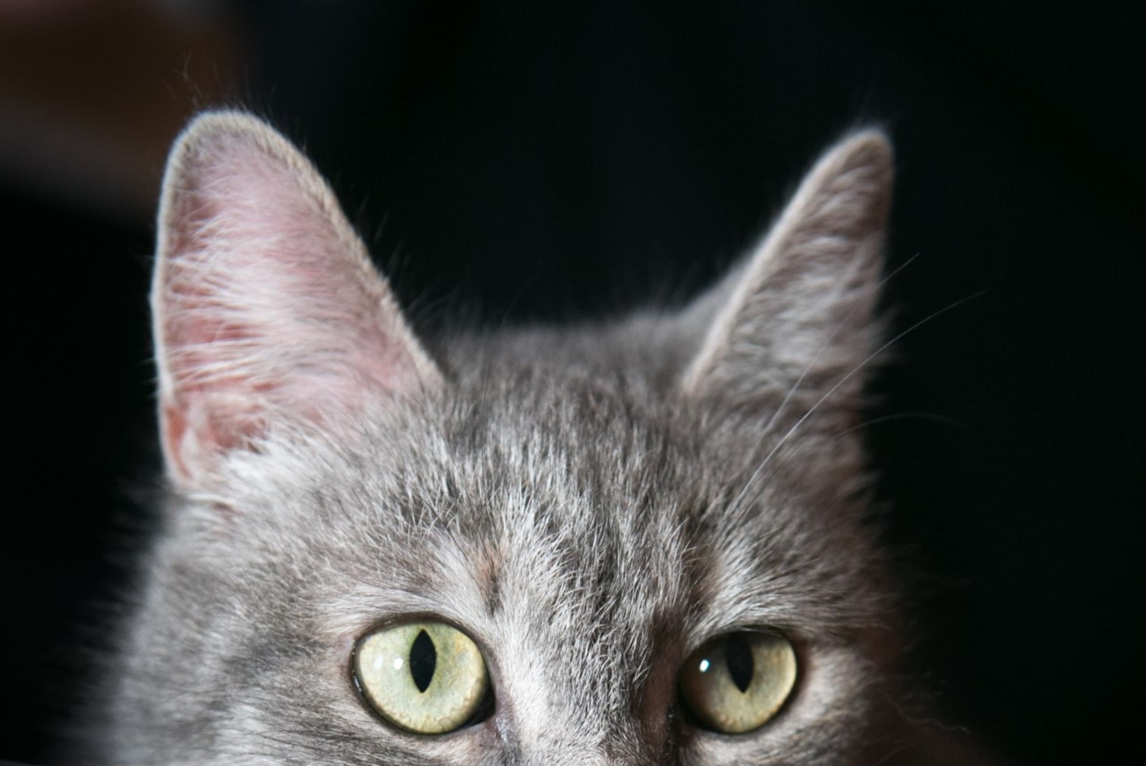 29aastane Missan võib olla maailma vanim kass