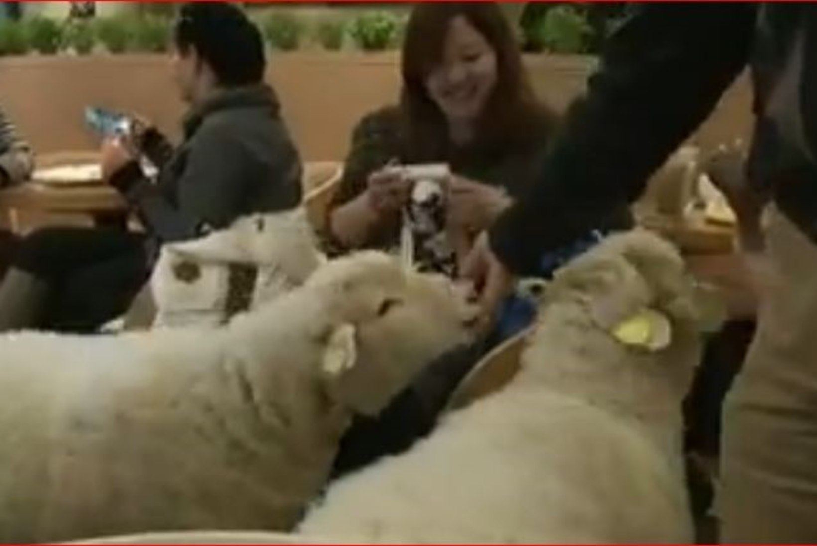 Lõuna-Koreas töötab menukas lambakohvik