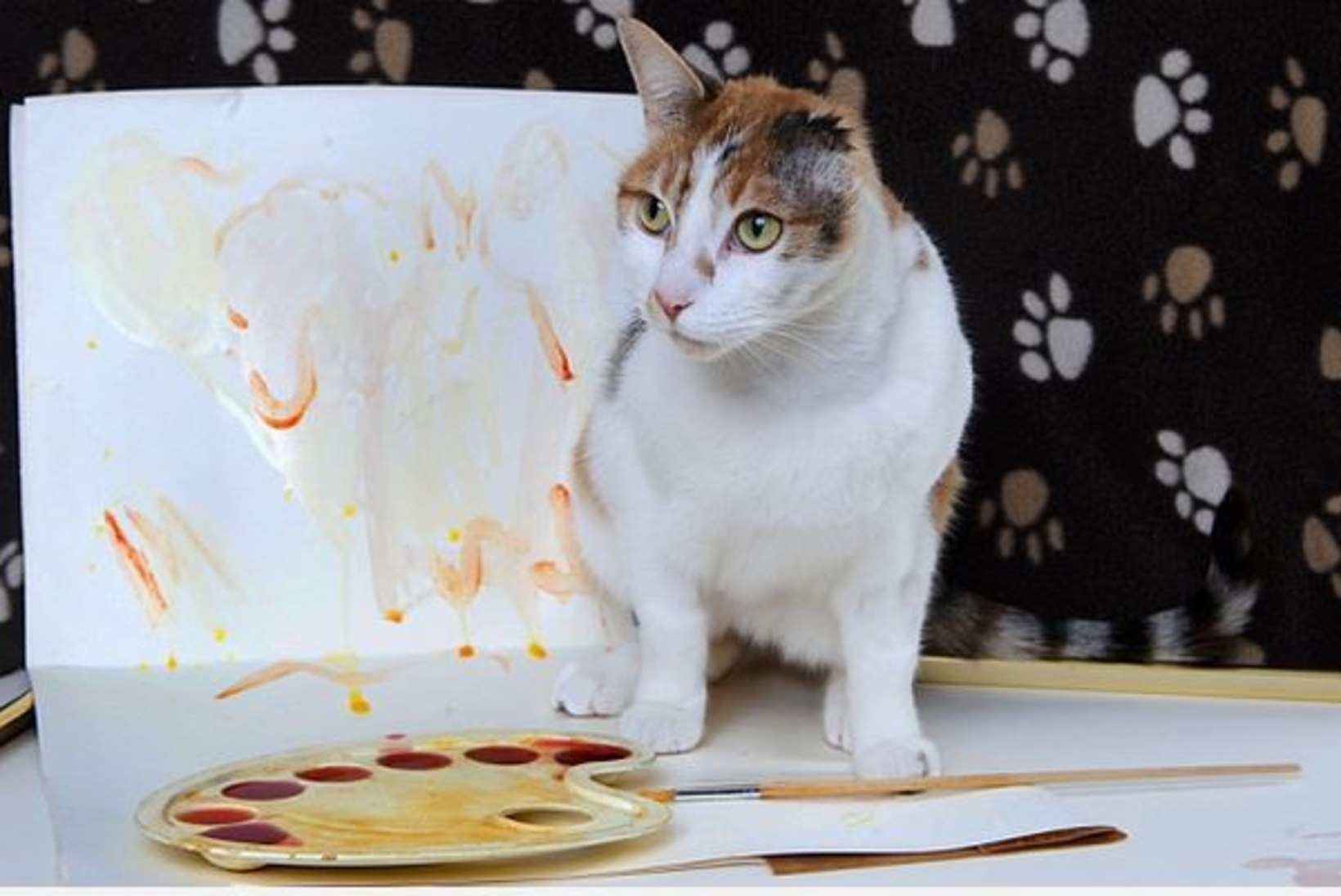USKUMATU: ühe kõrvaga kass üllatab  kunstiandega