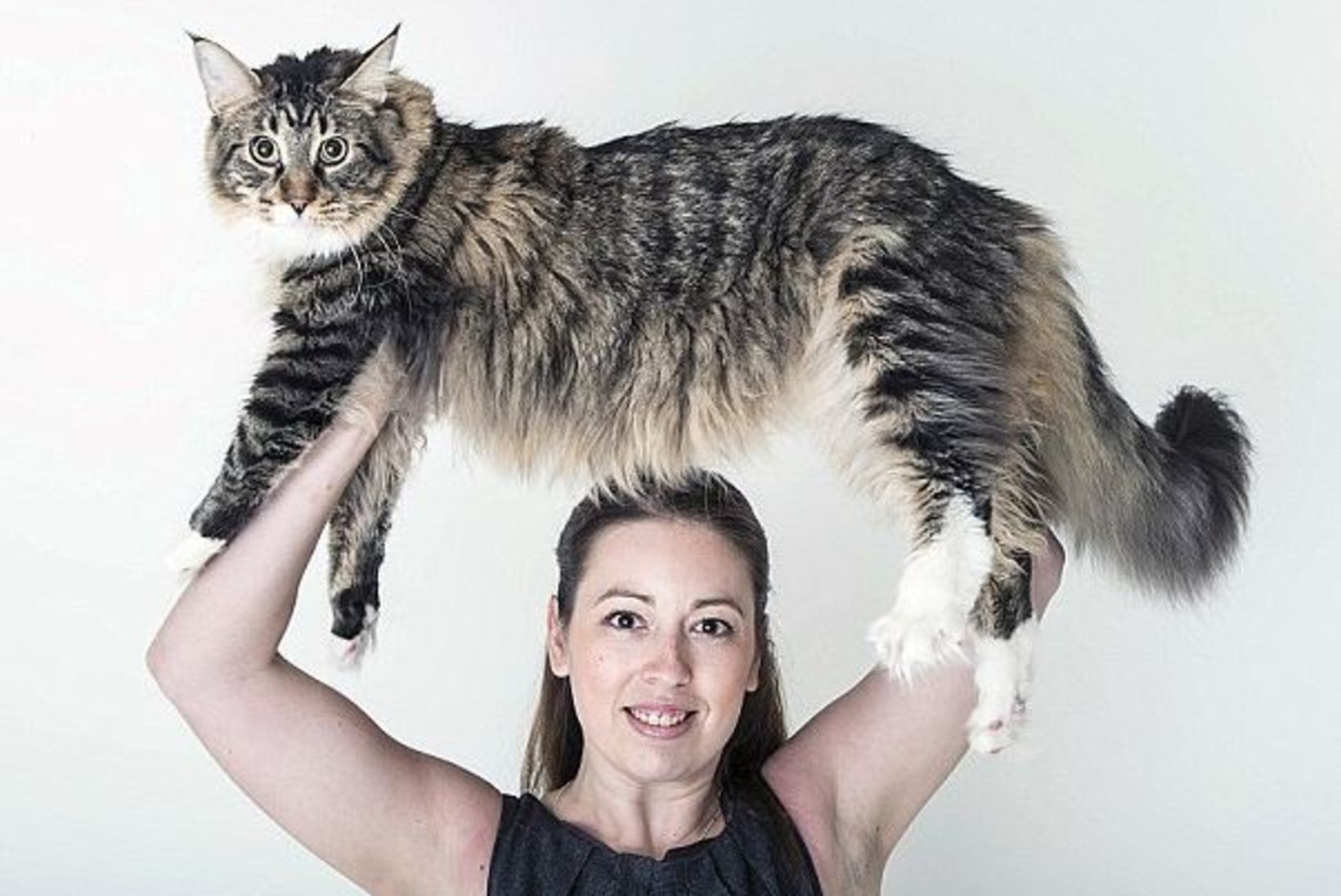 HIIGELSUUR JA SÕBRALIK: noor Ludo on tõenäoliselt Suurbritannia suurim kass