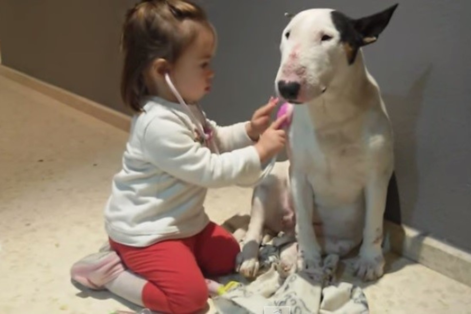 BULLTERJERI PEHME LOOMUS: vaata, kuidas koer allub täielikult lapsele