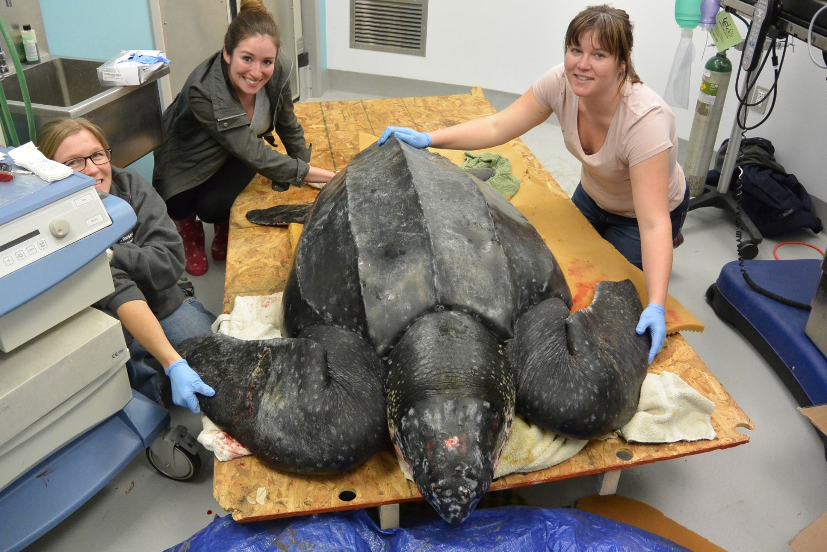 PILTUUDIS: päästeti hiiglesuur, 230 kilo kaaluv kilpkonn