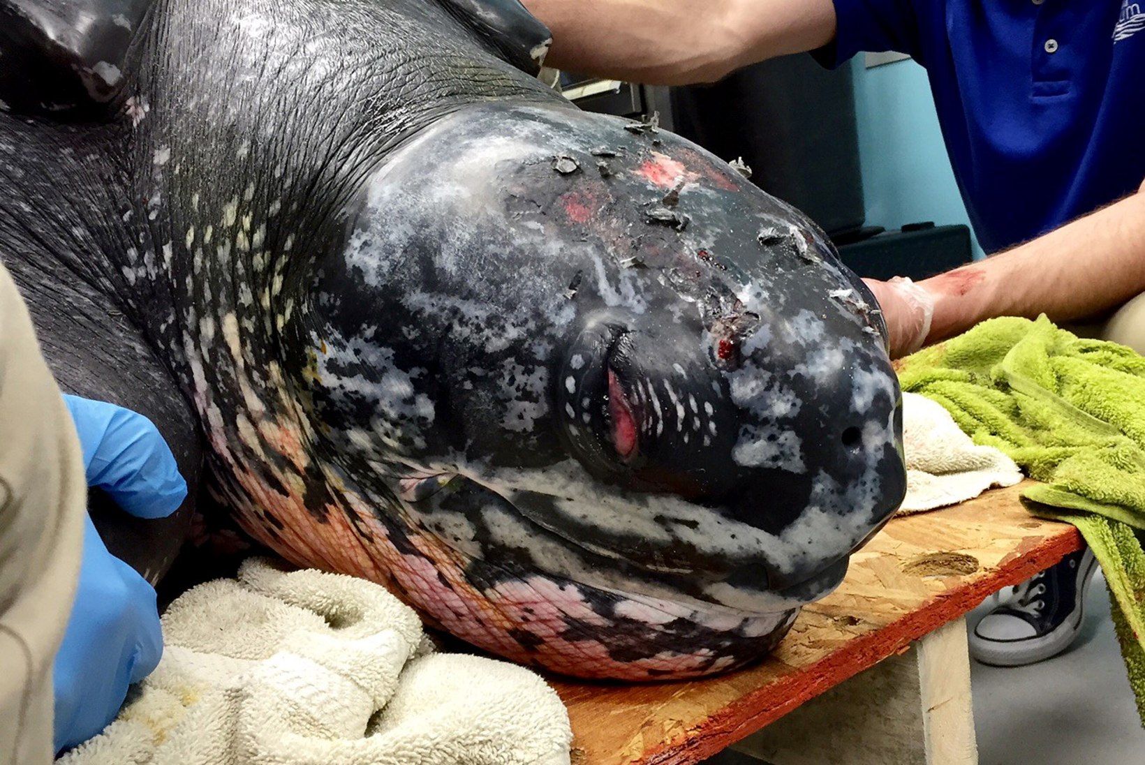 PILTUUDIS: päästeti hiiglesuur, 230 kilo kaaluv kilpkonn