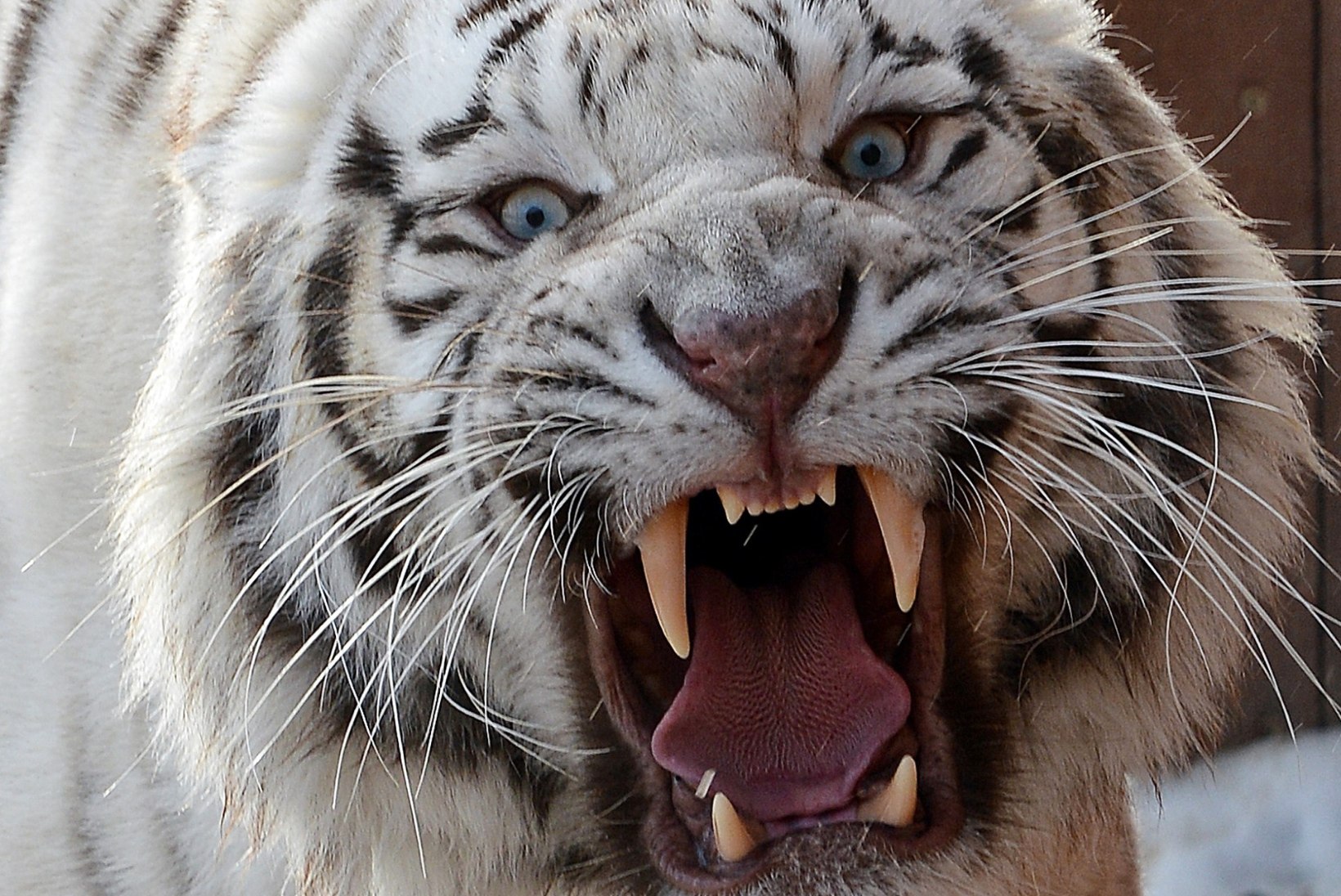 ÕHTULEHE VIDEO | 1 küsimus Kalev/Cramole: kas võitleksid pigem 10 jänesesuuruse tiigri või 1 tiigrisuuruse jänesega?