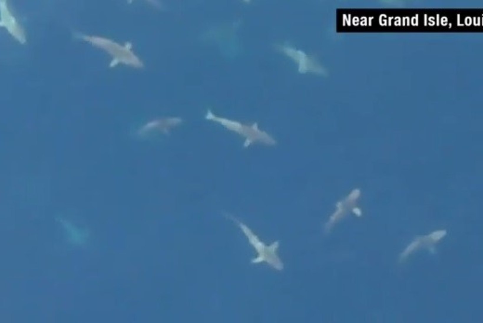 OHTLIK, ILUS JA OOTAMATU: sajad haid kogunesid toidujahil Louisiana rannikule