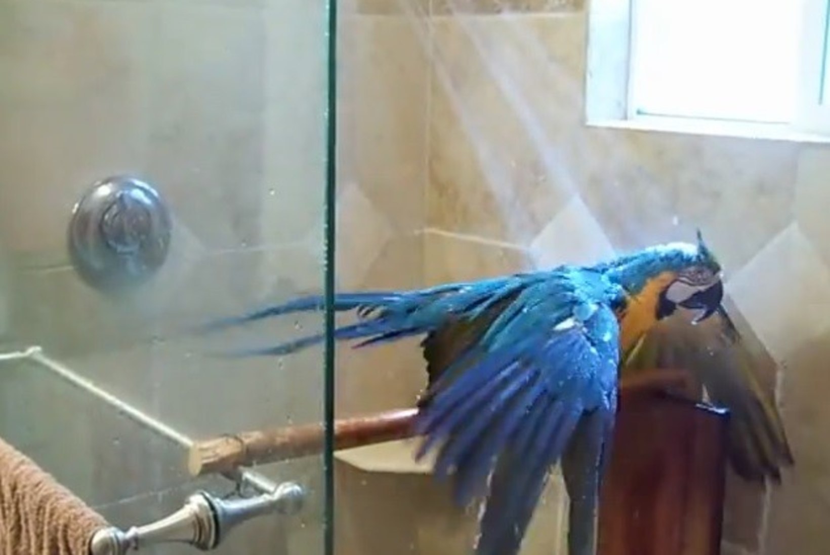 VIHMAMETS VANNITOAS: vaata papagoid, kes naudib pesemist