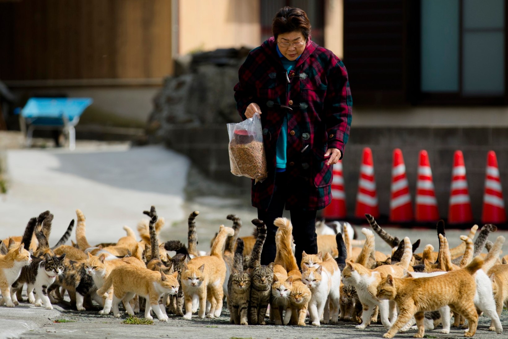 RAJUD PILDID: Jaapanis vallutasid kassid kaluriküla