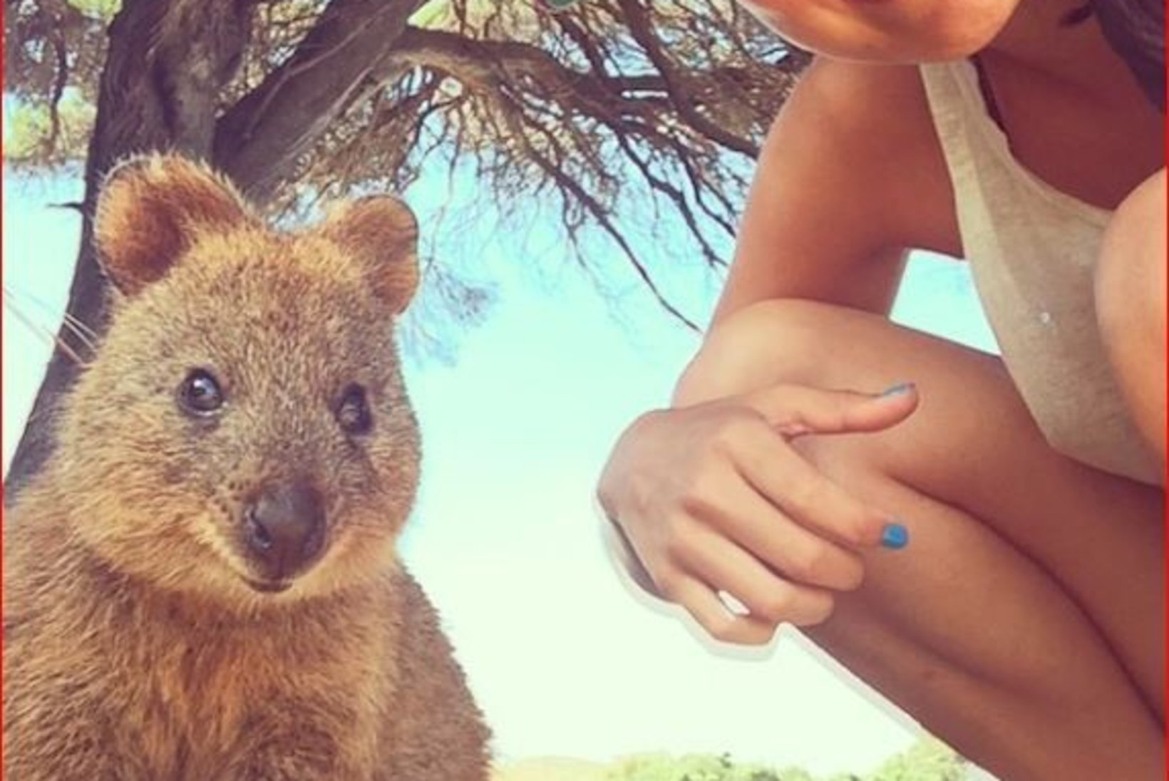 Austraaliat tabas uus hullus: inimesed pildistavad end koos armsa kukkurloomaga