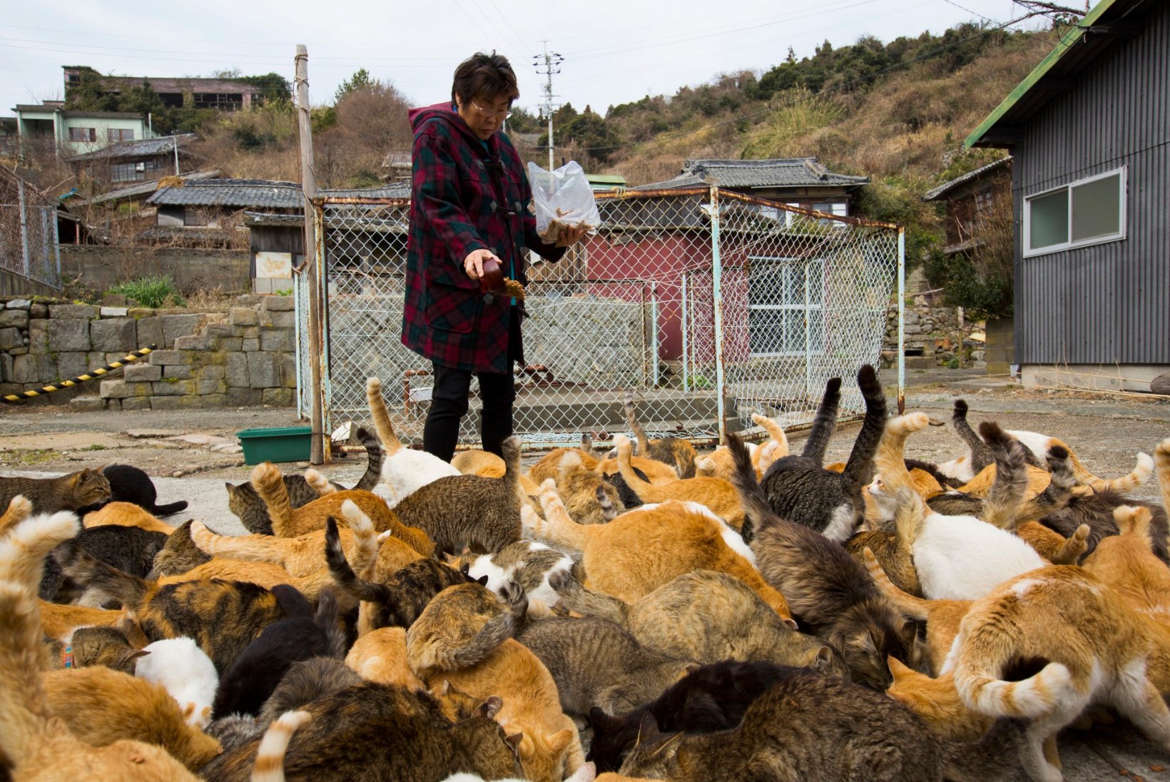 RAJUD PILDID: Jaapanis vallutasid kassid kaluriküla