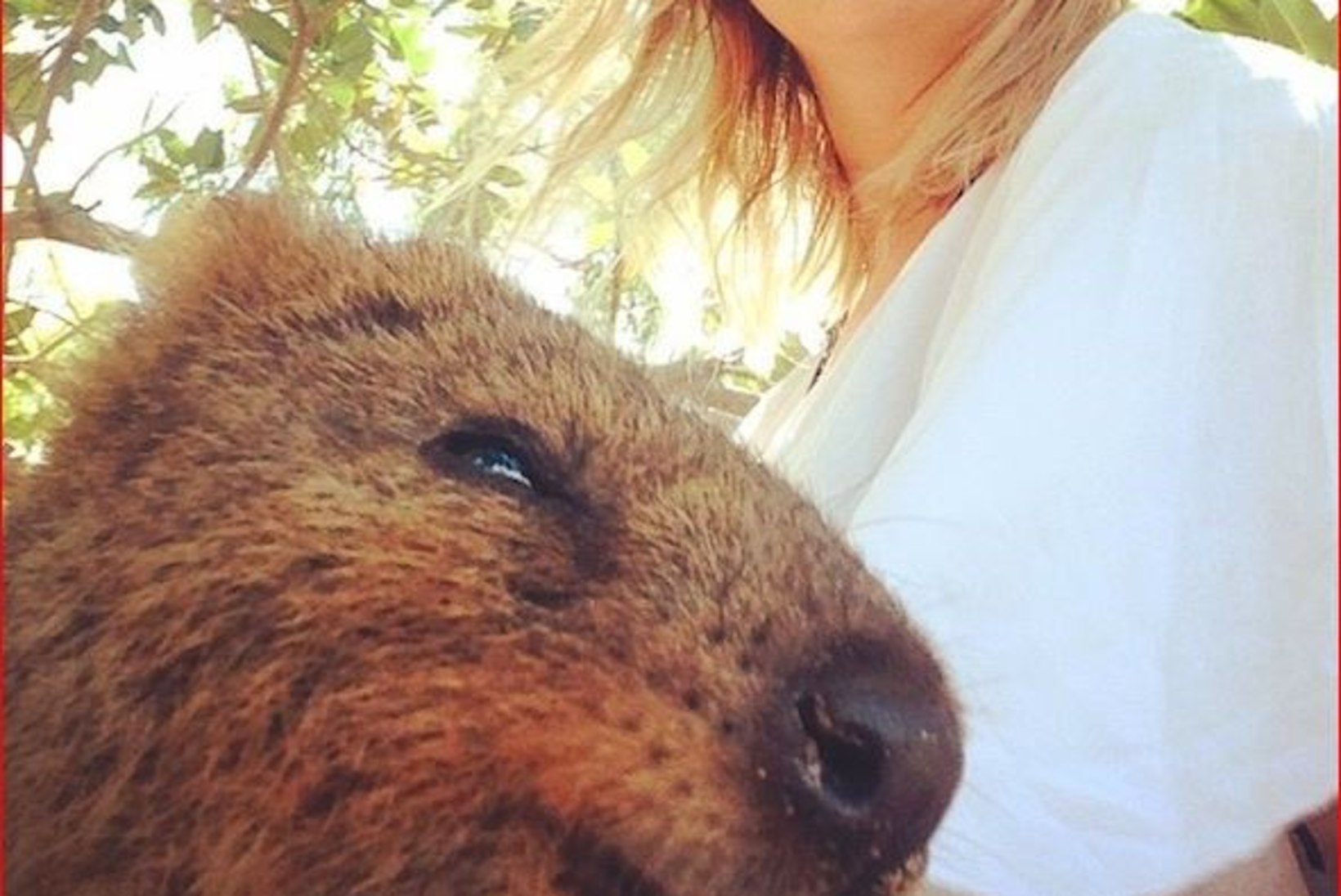 Austraaliat tabas uus hullus: inimesed pildistavad end koos armsa kukkurloomaga