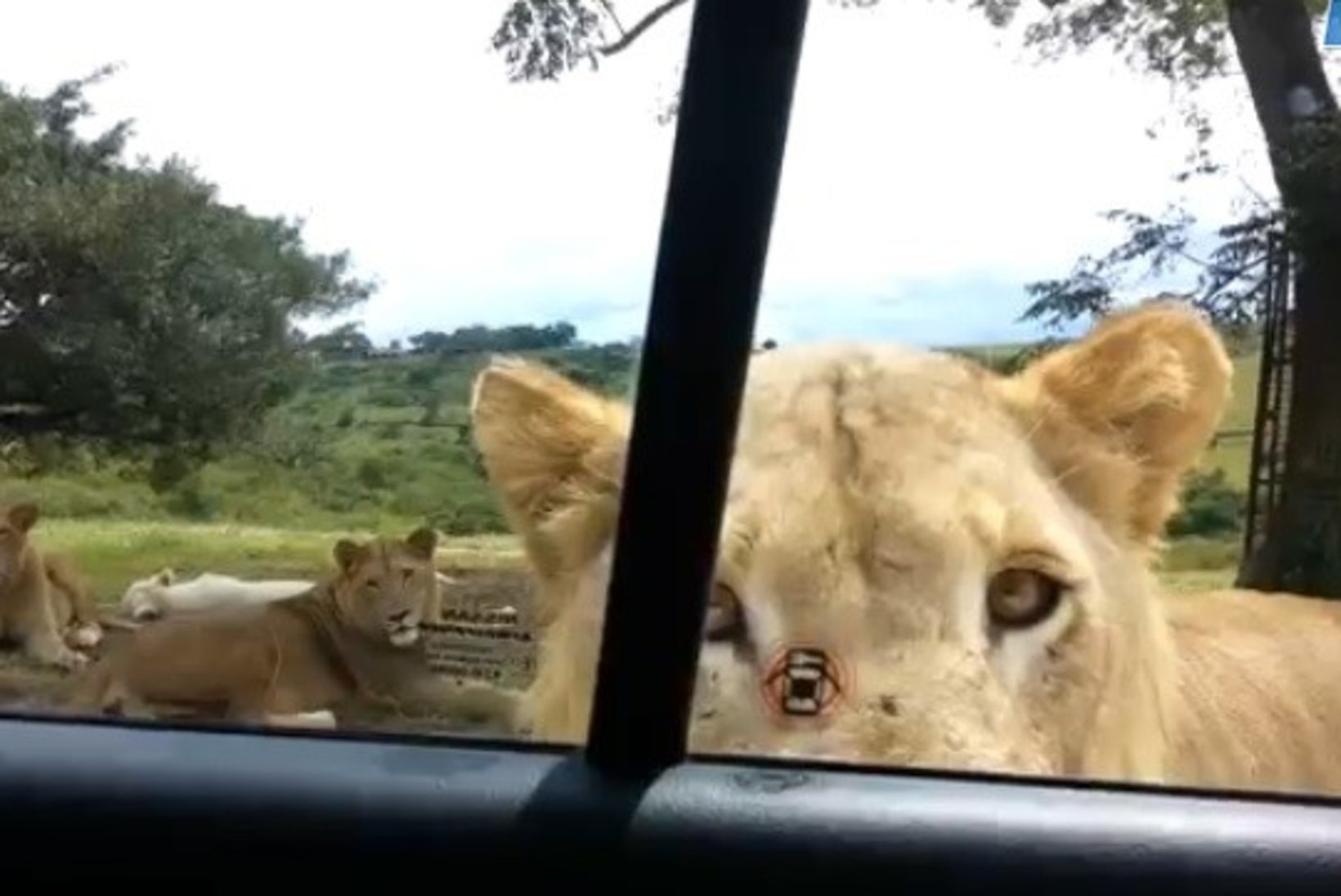 OOTAMATUD OSKUSED: kes oleks osanud arvata, et lõvi selleks suuteline on...