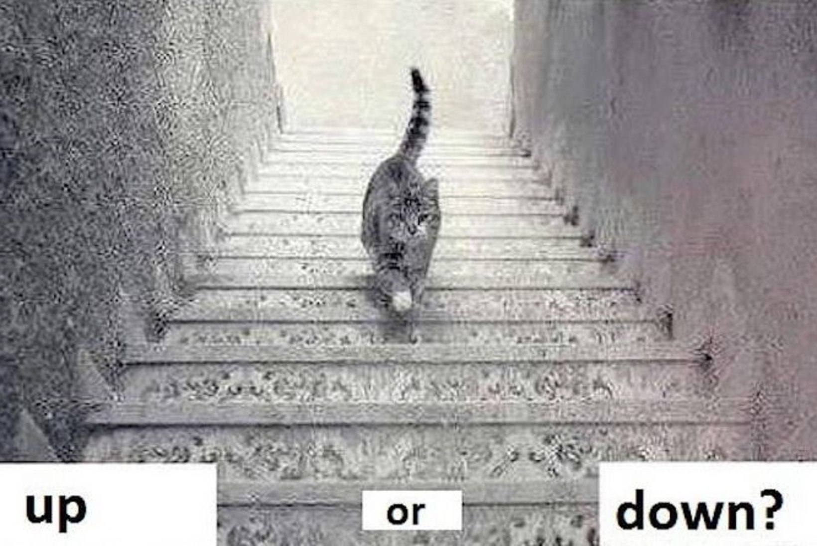 UUS INTERNETIHULLUS: kas kiisu ronib trepist üles või hoopis alla?
