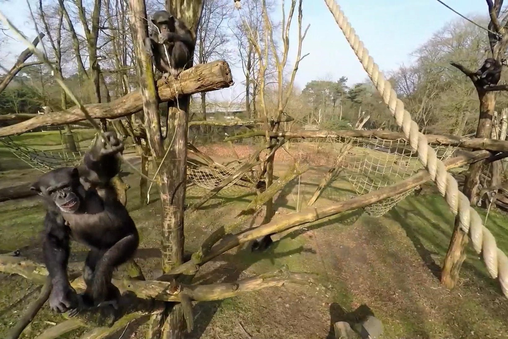 VIDEO: Hollandi loomaaias õppis šimpans droone püüdma