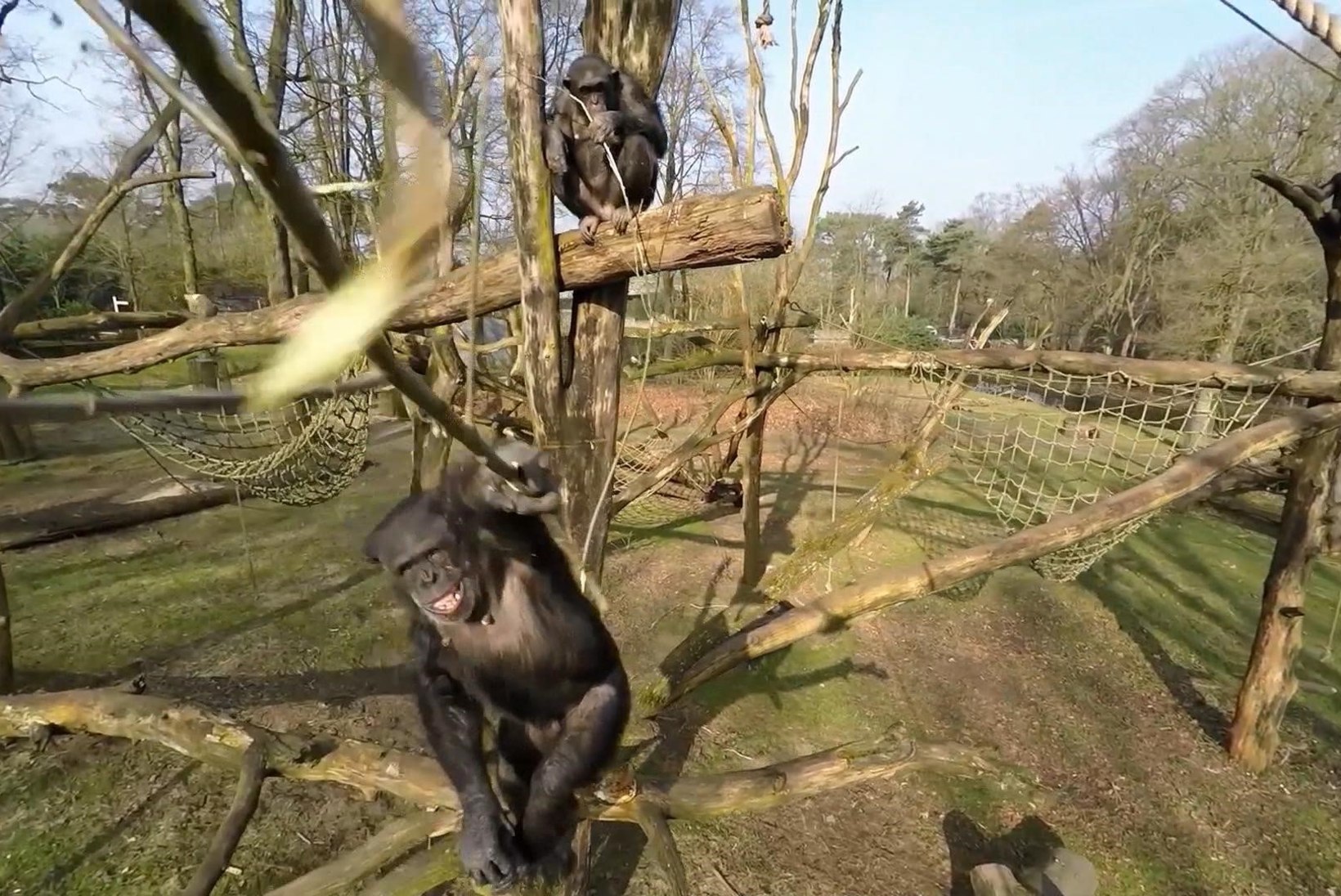 VIDEO: Hollandi loomaaias õppis šimpans droone püüdma