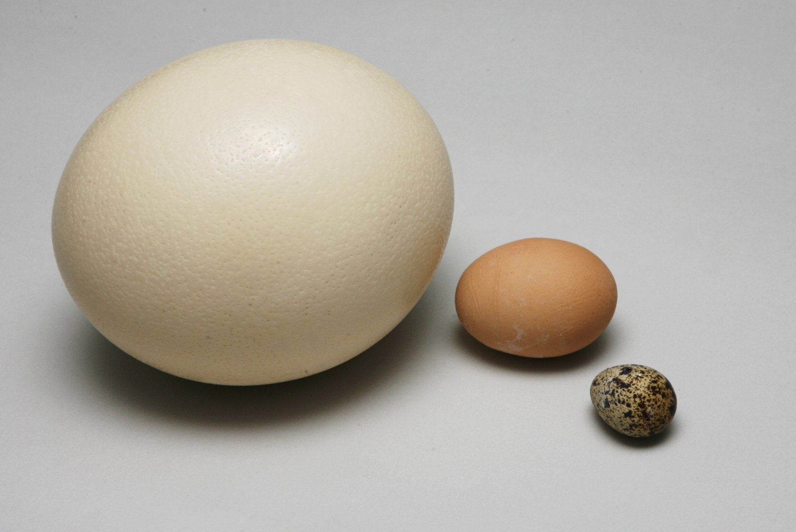 Hiiglased ja kääbused munaletis - mida valida?