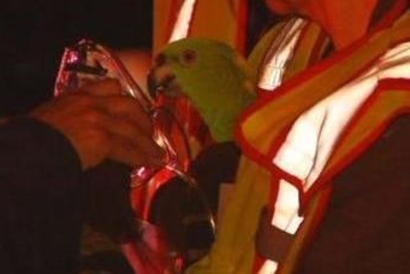 Rääkivad papagoid kutsusid abi ja pääsesid tulekahjust