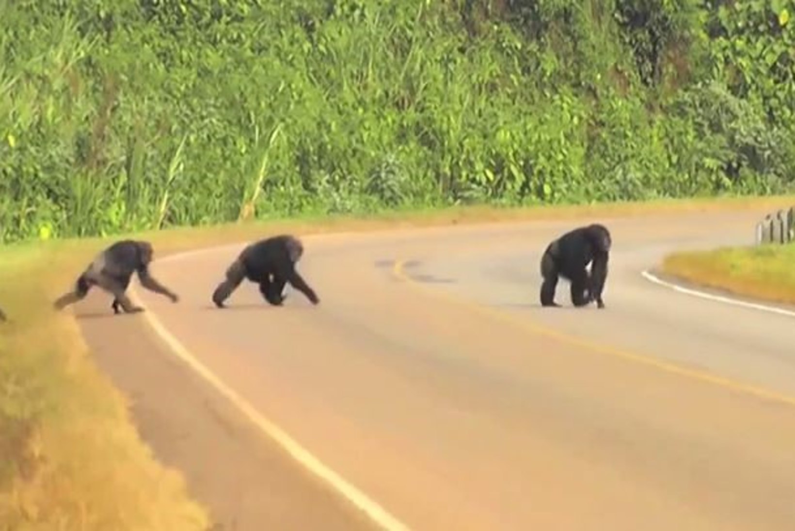 VÕTA AHVIDEST EESKUJU: šimpansid vaatavad enne sõiduteele astumist hoolikalt mõlemale poole