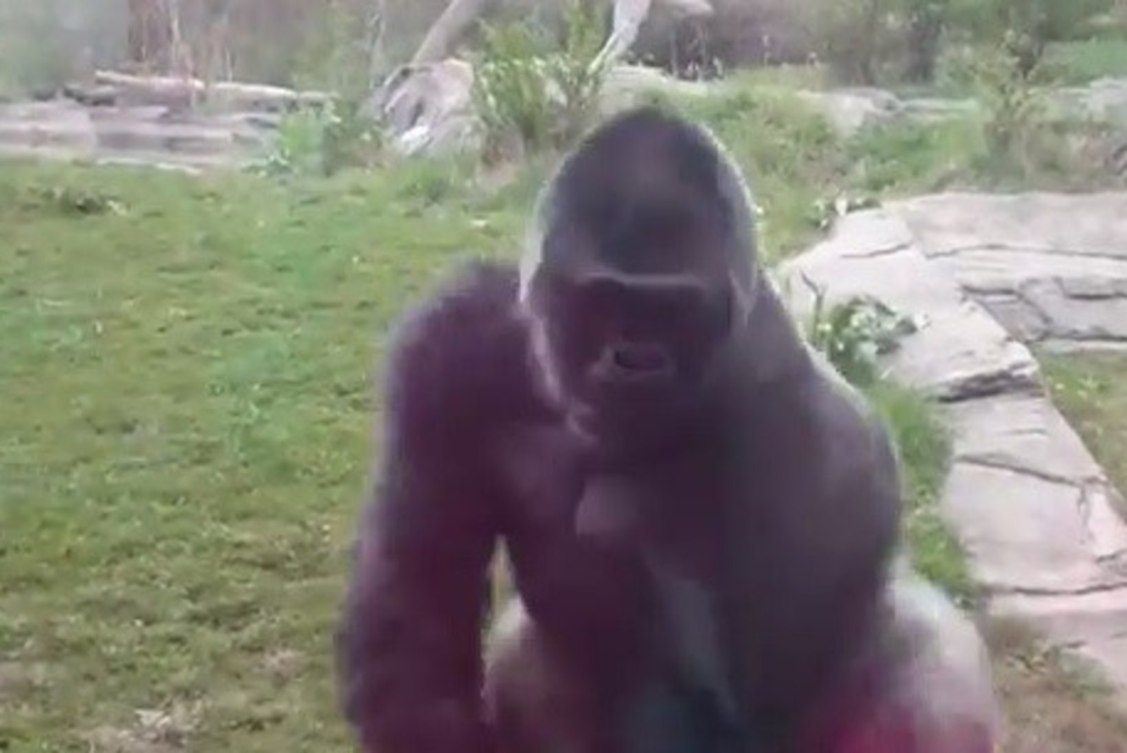 PURUNENUD KLAAS: gorilla korraldas korraliku rünnaku