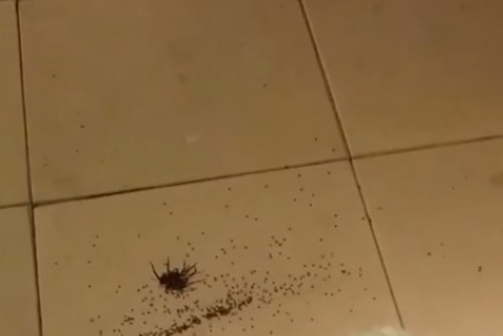ARAHNOFOOBIDE ÕUDUSUNENÄGU: piraka ämbliku maha koksanud mees poleks seda küll oodanud!