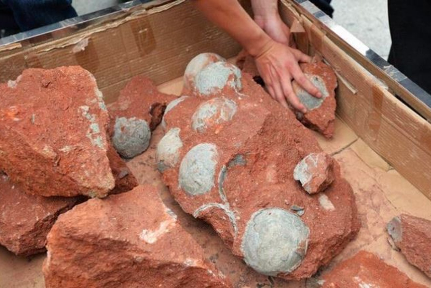 Hiinast leiti suur hulk kivistunud saurusemune