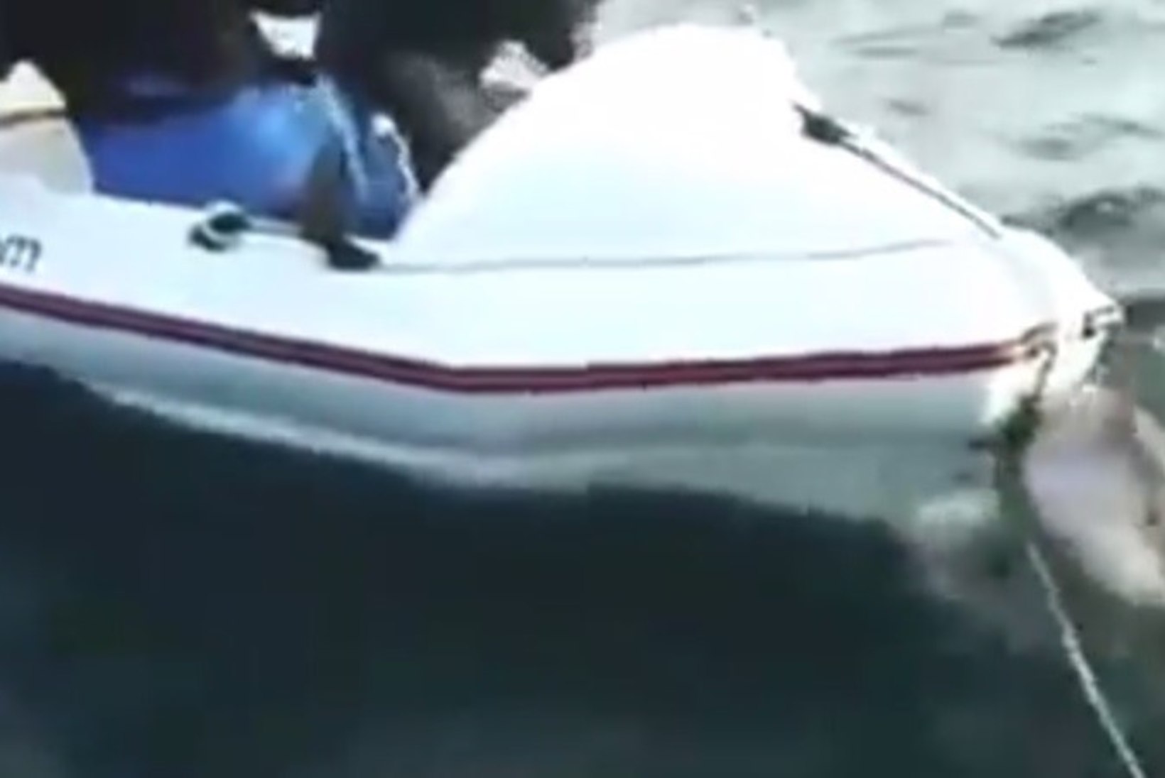SÜÜA-SÜÜA: vaata, kuidas agressiivne hai ründas paati