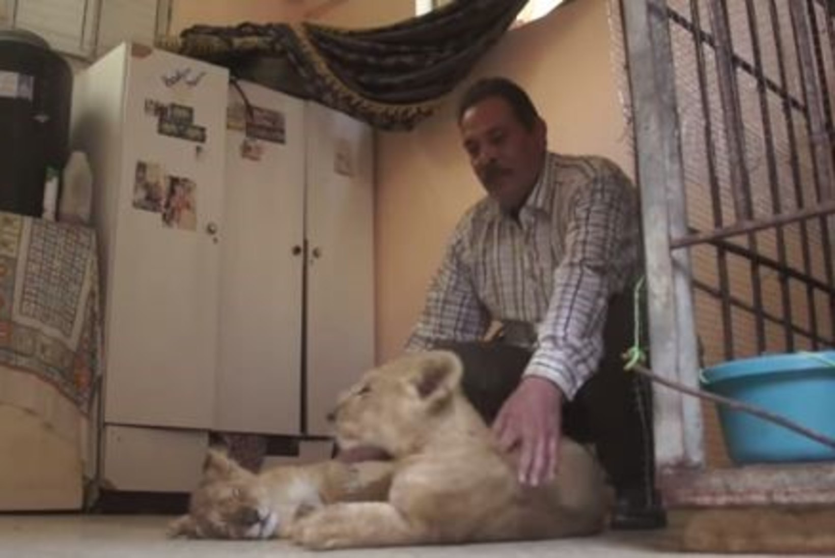 USKUMATU: Palestiina pagulaspere kasvatab Gaza loomaaiast pärit lõvikutsikaid