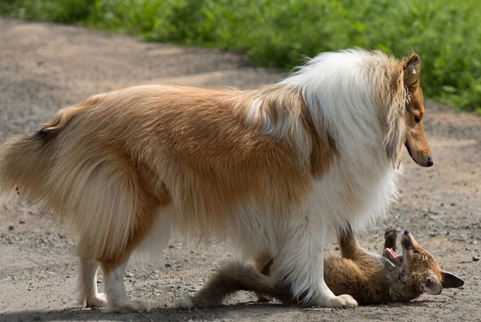 ARMASTUS LIIDAB: koer adopteeris rebasepoja, kelle ema suri autoõnnetuses